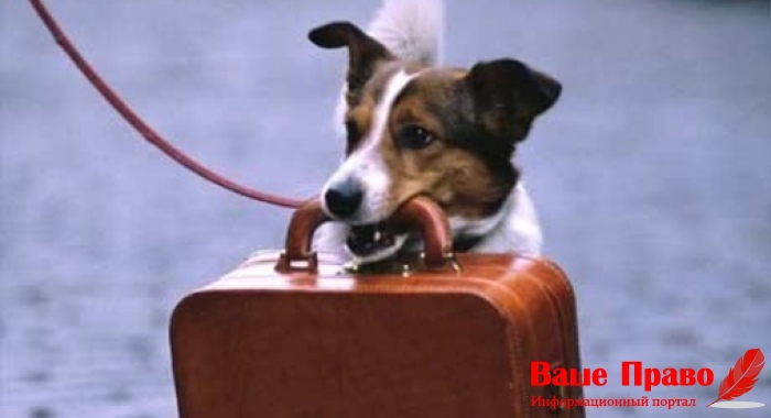 Поездка с животным