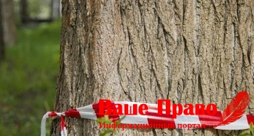 Вырубить аварийные деревья вырубка деревьев
